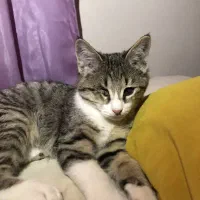 گربه|گربه|کرج, کرج نو|دیوار