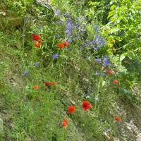 هزار متر باغ الو دور فنس حسین اباد