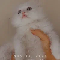 گربه اشرافی|گربه|کرج, حیدرآباد|دیوار