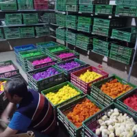 جوجه رنگی خانگی