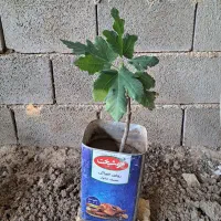 فروش نهال انجیرصد یک (خود استهبان)