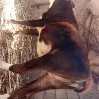 گاو فروشی شش هفت ماه که بارادر|حیوانات مزرعه|بیرک, |دیوار