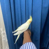 عروس هلندی فول آشتی قشنگ