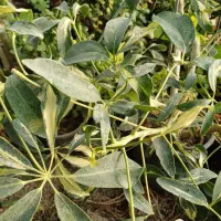 گل قاشقی سبز و ابلق|گل و گیاه طبیعی|بیستون, |دیوار