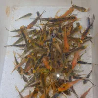 کوی باله بلند وکوتا