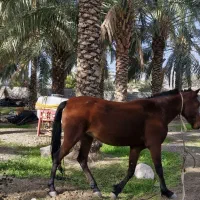 اسب ترکمن|اسب و تجهیزات اسب‌سواری|بندرعباس, |دیوار