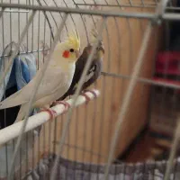 عروس هلندی