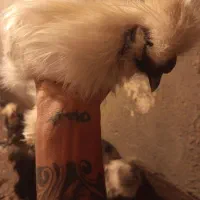 خروس و مرغ پرپا کاکولی|حیوانات مزرعه|تربت‌حیدریه, قائم|دیوار