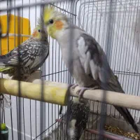 پرنده