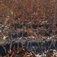 نهال درخت چنار یک ساله