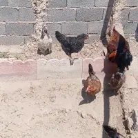 مرغ خروس