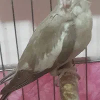 جوجه‌عروس آلبینوونسکافه‌ای(معاوضه)|پرنده|کامیاران, |دیوار