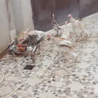 بوقلمون|حیوانات مزرعه|سرپل ذهاب, |دیوار