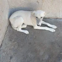 ۲ عدد سگ|سگ|خرمشهر, |دیوار