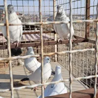 کفتر نوک قنار|پرنده|رودهن, |دیوار