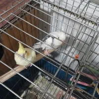 عروس هلندی آلبینو ولوتینو|پرنده|میلاجرد, |دیوار