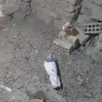 کبوتر کله الماسی گمشده