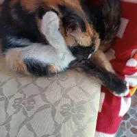 گربه خانگی رایگان|گربه|مشکیندشت, |دیوار