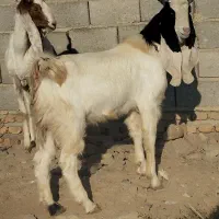 بز پاکستانی|حیوانات مزرعه|انبارآلوم, |دیوار