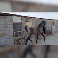 نریان سردم گیر|اسب و تجهیزات اسب‌سواری|برخوار, |دیوار