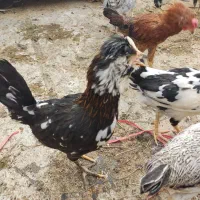 تخم نطفه دار گلین|حیوانات مزرعه|چهارباغ, |دیوار