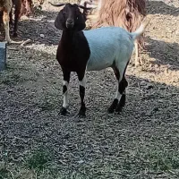 بزوگیسه