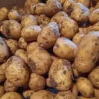 سیب‌زمینی دامی فندقی 12