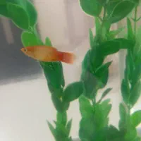 ماهی پلاتی|ماهی|بندرعباس, |دیوار