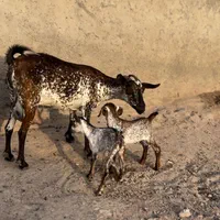 خوشگل و نا|حیوانات مزرعه|تهران, ازگل|دیوار