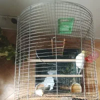 قفس پرنده|لوازم جانبی حیوانات|شهر ری, دولت‌آباد|دیوار