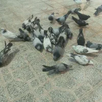 کبوتر