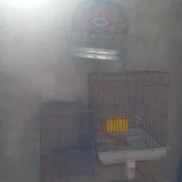 قفس