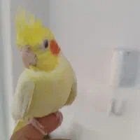 عروس هلندی نر و ماده|پرنده|آستانه اشرفیه, |دیوار