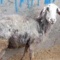 2راس گوسفند جوان گوشتی|حیوانات مزرعه|فردیس, سرحد آباد|دیوار