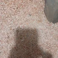 فروش گاماروس غذای ماهی|ماهی|چابکسر, |دیوار