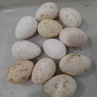 تخم نطفه دار بوقلمون اندیمشک