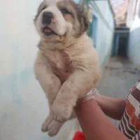 توله روسی الا بای بی نظیر و استثنایی نر