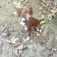 دنبلان یاب حرفه ای|سگ|کلاله, |دیوار