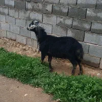 بره قوچ قره چال