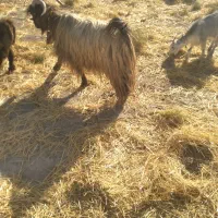 دوبراخته جلورونترس