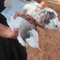 کبوتر طوقی