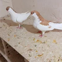راست|پرنده|رامهرمز, |دیوار