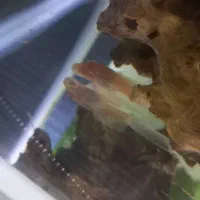 پلکو لنجنخوار کفخوار آلبینو سوپر باله|ماهی|پرند, فاز ۶|دیوار