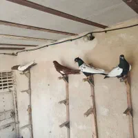 کفتر کبوتر سینه ای