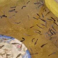 فروش عمده گوپی بلک متال|ماهی|تهران, ترمینال غرب|دیوار