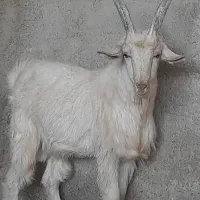 بز جوان|حیوانات مزرعه|کربال, |دیوار