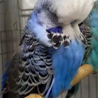 مرغ عشق انگلیسی گرید A