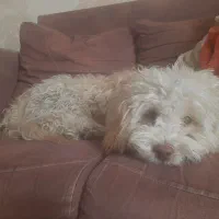 واگذاری سگ پودل