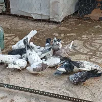 ۲۰ طوق کفتر تیرماهی