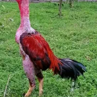 خروس مرغ جوجه لاری